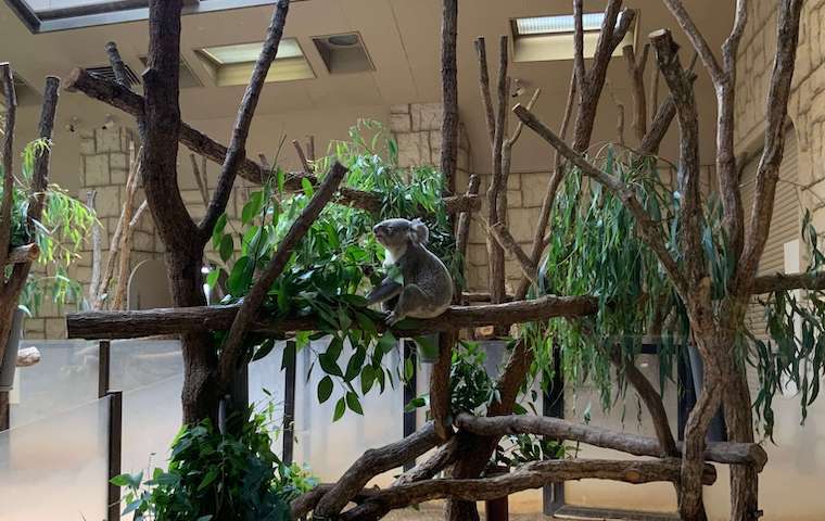東山動植物園のコアラ