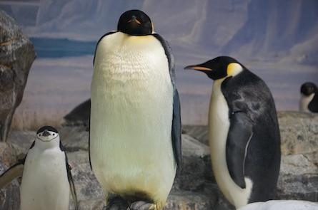 名古屋港水族館のペンギン